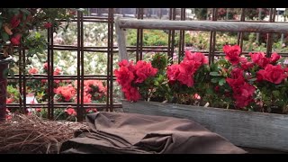 How to Care For Encore Azaleas in Winter [upl. by Magna721]