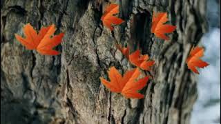 5 Hours Autumn Fall Leaves Falling Classical Music Motion Loop Background Video [upl. by Balliol]