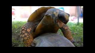 Tortoises mating [upl. by Germayne]