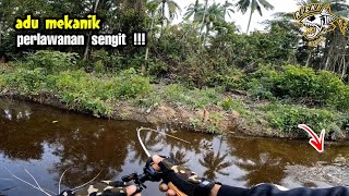 Eddun Pak  Ikan Gabus Ini Sangat BarBar Bikin Jantung BerdebarDebar [upl. by Disraeli]