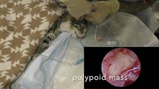 Otoscopy feline otitis media Отоскопияю Средний отит у кошки [upl. by Nalid]