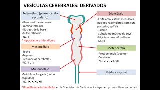 Embriología sistema nervioso 1 neurulación histogénesis y médula espinal [upl. by Also]