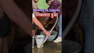 Impaction of rumen l Draining of ingesta l dr Umar khan ￼ [upl. by Armillas]