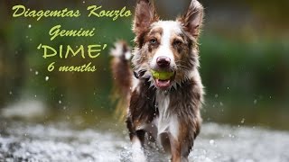 Border Collie Dime  6 Months [upl. by Llenrag399]