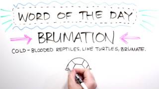 Word of the Day Brumation [upl. by Ardnekat]