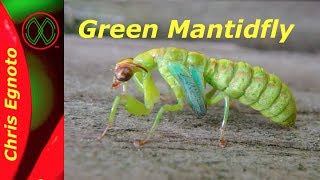 Half Praying Mantis Half Lacewing All Mantidfly [upl. by Seroled773]