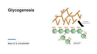 Glycogenesis glycogen Glycogen metabolism medical biochemistry metabolism [upl. by Obaza405]