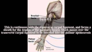 Antebrachial fascia Top  7 Facts [upl. by Inat]