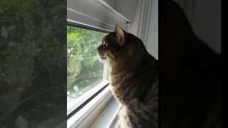 Cat Chattering at Birds Sounds like a monkey [upl. by Nueormahc]