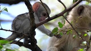 Baby Vervet Monkey Picking Up a Leaf in the tree [upl. by Amabelle]