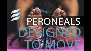 Designed to Move  Flat feet and your peroneus longus [upl. by Krid]