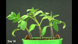 Time Lapse  Tomato Plant HD [upl. by Bull]