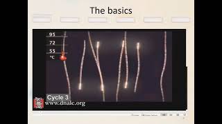 Polymerase Chain Reaction PCR the notsobasics  Part 1 [upl. by Pizor]