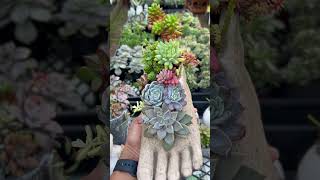 Visited Jemsy Gardens today at Werribee Melbourne Australia australia succulent [upl. by Salahcin]