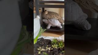 ringneck pheasant trending uk birds rescue on the road part 3 [upl. by Gally20]