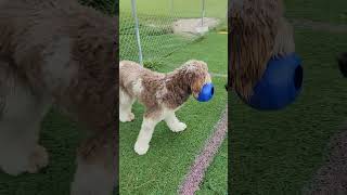 Onyx Newfoundland 7 months and Ava Newfypoo 9 months BigBearDoodlesAndPooscom [upl. by Tunk]