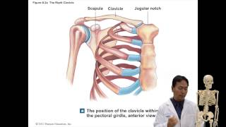 CH 8 Lecture on Appendicular Bones Part 1 [upl. by Pebrook213]