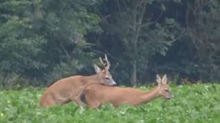 BronsttijdReeëngeluk in een groen knollenveld [upl. by Notreb]