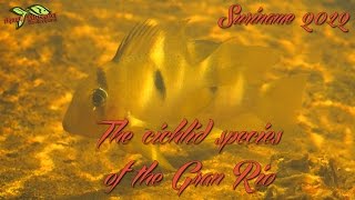 Aquatic Discoveries The cichlid species of the Gran Rio and the forest creeks [upl. by Refinnaj]