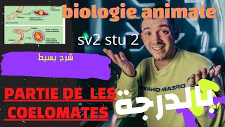 biologie animaleSv 2 stu 2 partie de les coelomates [upl. by Vaden310]