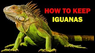 How to keep iguanas Weird and Wonderful Pets Episode 13 of 15 [upl. by Cohlier964]