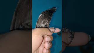 PuguBulbul Bird🐦‍⬛😘trending love viral bulbulbird petlover pets birds birdslover [upl. by Newkirk]