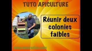 TUTO apiculture  réunir deux colonies [upl. by Imeon226]