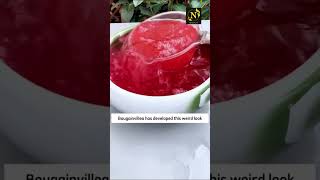 Bougainvillea is a very easy plant to grow​Planting tipsgarden youtubeshorts viral shorts usa [upl. by Eeuqram419]