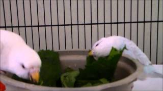 budgies fun with spinach [upl. by Nanyk]