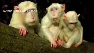 Albino longtailed Macaque [upl. by Irec]