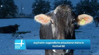 AsylheimJugendliche attackieren Kühe in Huttwil BE [upl. by Ahsilram138]