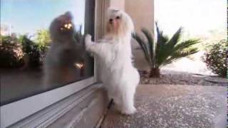 Dog Breeds 101 Video Maltese [upl. by Esilegna]