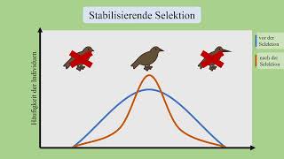 Selektion  Evolution  Biologie [upl. by Warwick271]