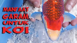 GARAM untuk Koi  Logika Manfaat dan Cara Penggunaan  Tutorial Kolam Koi 35 [upl. by Rempe]