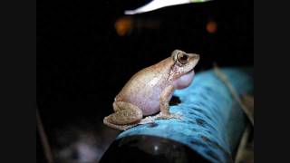 Coqui frogs UP CLOSE and LOUD [upl. by Eirruc]