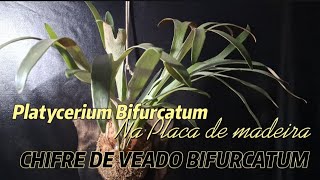 Platycerium Bifurcatum na Placa Chifre De Veado na Tabua De Madeira [upl. by Sachs]