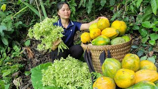 FULL VIDEO harvesting papaya cardamom purple plum to bring to the market to sell [upl. by Pineda995]