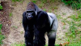 The rarest Gorilla on Earth found in Nigeria [upl. by Deni]