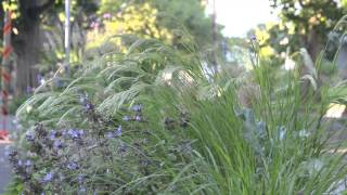 Achnatherum calamagrostis in my garden [upl. by Sharpe149]