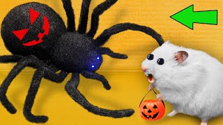 DIY New Halloween Hamster Maze 🎃 Hamster Escapes [upl. by Kcirrad307]