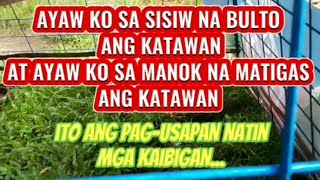 Ayaw ko sa sisiw na BULTO ANG KATAWAN AT SA MANOK NA MATIGAS ANG KATAWAN breedingtips backyard [upl. by Gninnahc]