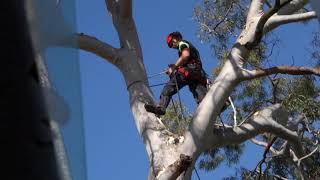 Tree removal in Rozelle Sydney NSW Australia [upl. by Cash802]