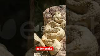 adder snake uk show angerssive mood  adder snake ka gussaaviral youtube Gama851 [upl. by Yespmed]