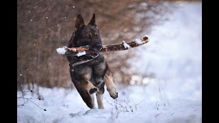 German Shepherd Intelligent Brave and Protective [upl. by Nolahp]