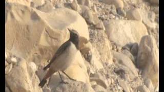 Kurdish Wheatear Oenanthe xanthoprymnaRedrumped Wheatear [upl. by Koran572]