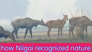 Nilgai natural indication nilgainaturecombination [upl. by Edholm]