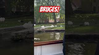 Bruges Swans [upl. by Azral183]