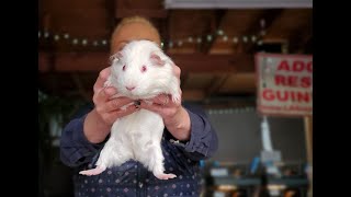 Guinea Pig Pick Up and Holding Techniques Demonstrated [upl. by Harbert]