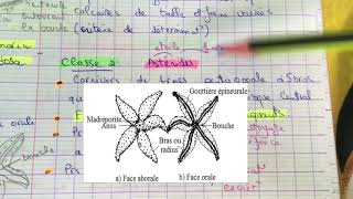 Tp zoologie L2 SNV  les Echinodermes [upl. by Erdman912]