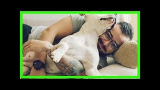 How to know if your pit bull is purebred  foolproof traits [upl. by Nnaul908]